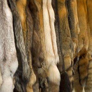 fur pelts